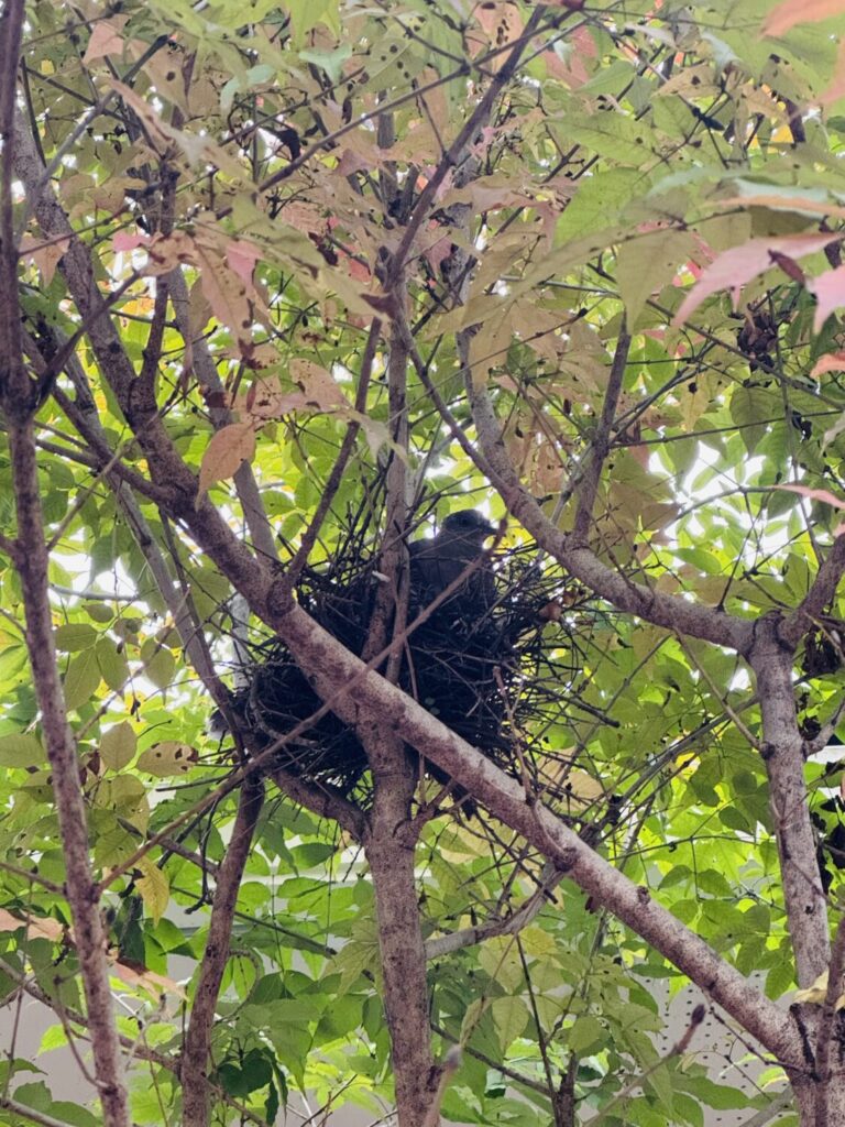 シンボルツリーに帰ってきました🕊️