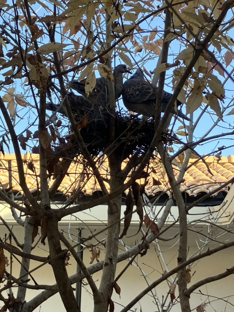 暮らしに自然のリズムが取り入れよう