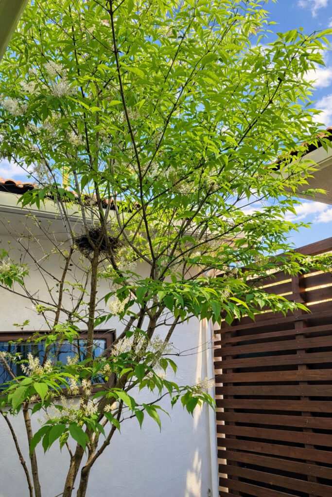 アオダモの葉がついてきました