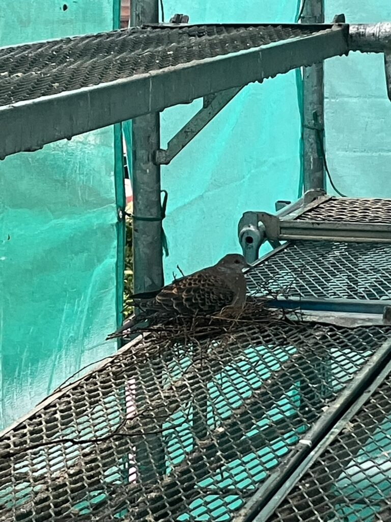 足場にまさかの来客？！キジバトが巣づくりしていました