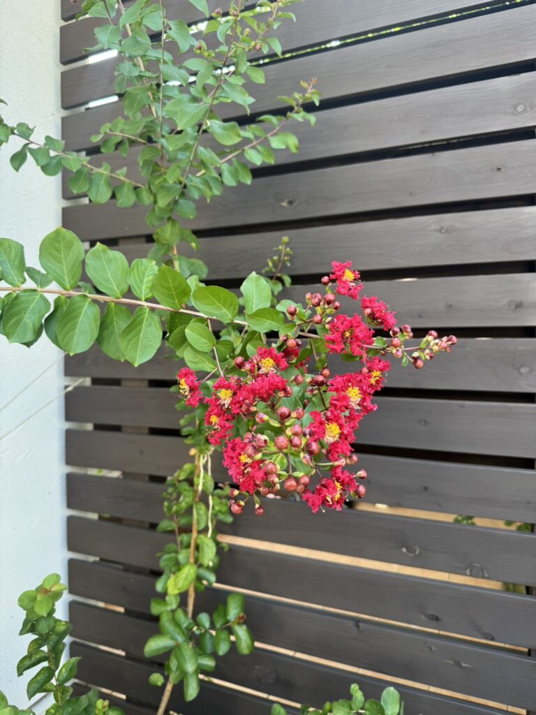 我が家の百日紅が咲きました🌺