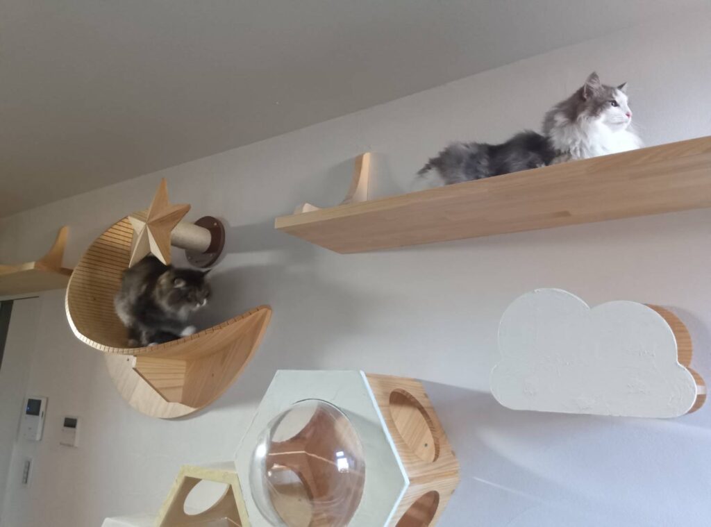 キャットウォーク