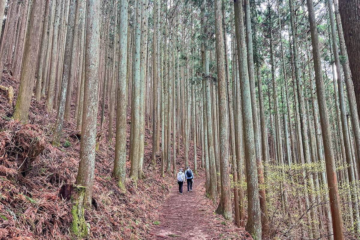 吉野杉が生育している森